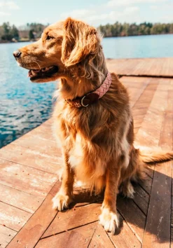 Discount Kiel James Patrick Bermuda Sand Beach Dog Collar