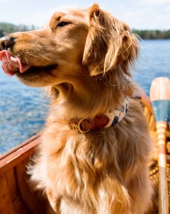 Clearance Kiel James Patrick Brenton Cay Dog Collar