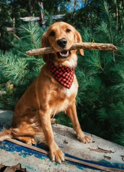 Best Kiel James Patrick Buffalo Bennie Flandana