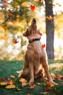 Sale Kiel James Patrick Hortock'S Compass Rose Dog Collar