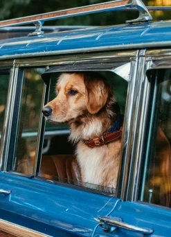 Sale Kiel James Patrick Hortock'S Compass Rose Dog Collar