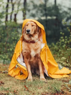 Best Kiel James Patrick The Knotty Dog Collar- White